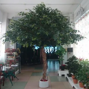 Декоративен Фикус висок 380 см