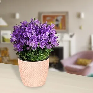 Саксия IVY Ф 11 см и Ф 16 см